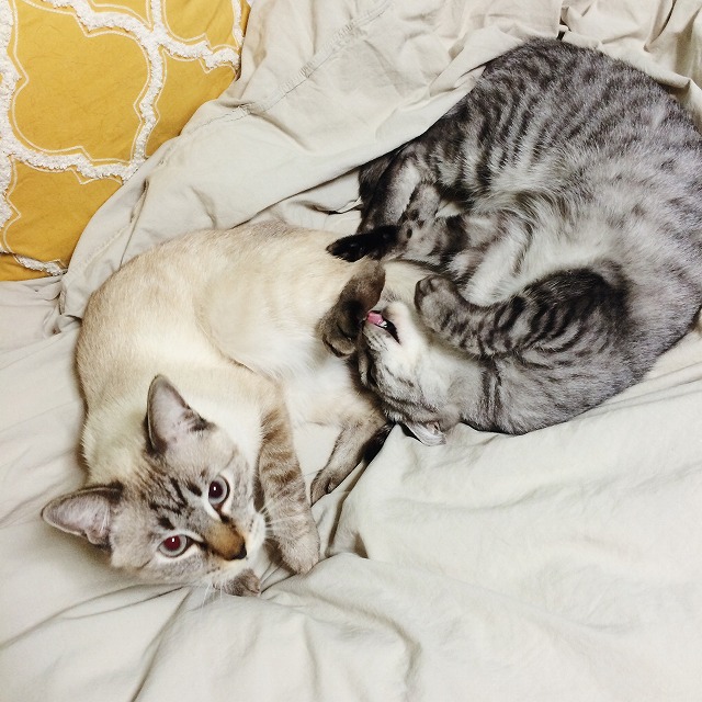 ニンゲンのベッドの上でくつろいでいる二匹の猫。