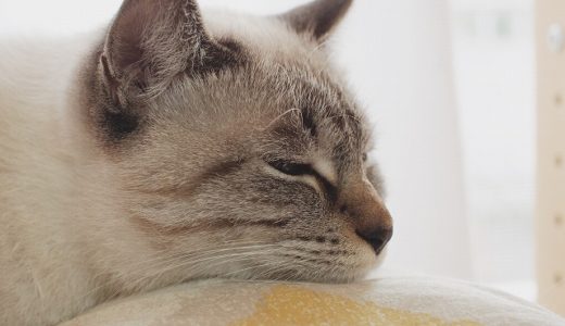 猫の超絶かわいい寝顔