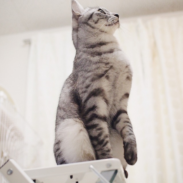 立ち上がっても天井の照明には手が届かないことを悟ったサバトラ猫。