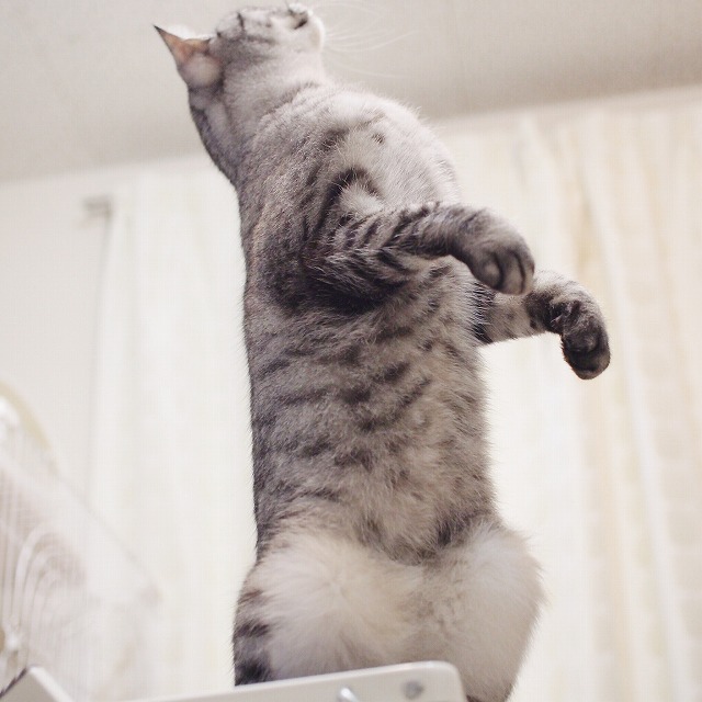 踏み台の上で、後ろ足で立ち上がり背伸びをしながら上を見上げるサバトラ猫。