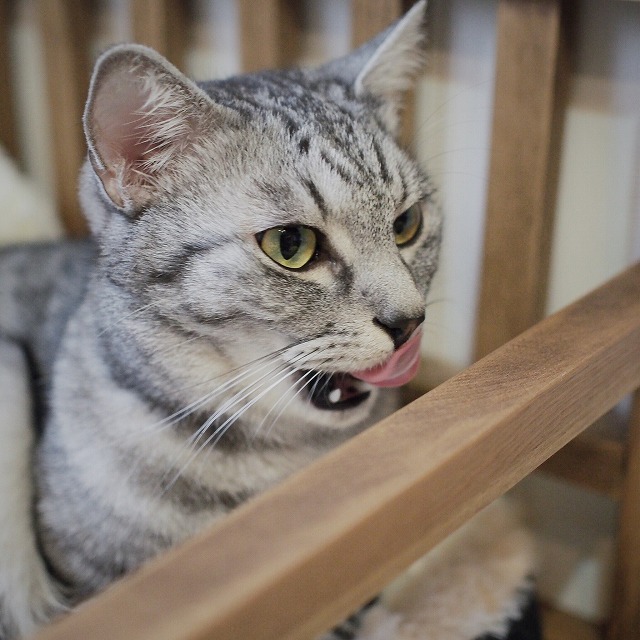舌で鼻先をぺろりと舐めているサバトラ猫の顔のアップ。