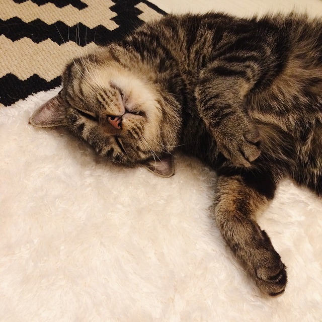 両前足を曲げて仰向けになって寝ているキジトラ猫の顔から胸にかけての写真。