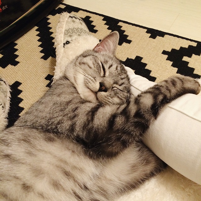 飼い主の脚を枕にして眠るサバトラ猫。