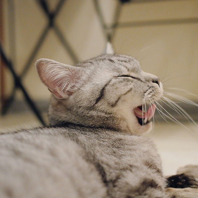 あくびをする直前のサバトラ猫の横顔。