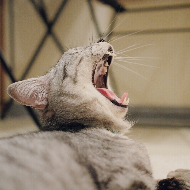 口を大きく開けたサバトラ猫の大あくび。
