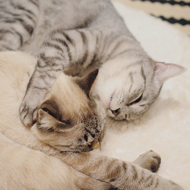 横で寝ていたシャムトラ猫に抱きつくサバトラ猫。