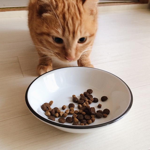 カリカリの入った皿を見つめている茶トラ猫。