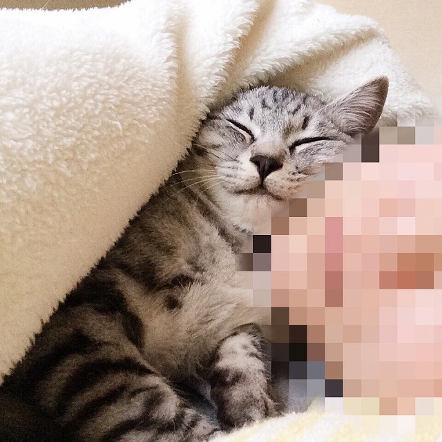 飼い主のほっぺたを枕にしていっしょにふとんで寝ているサバトラ子猫。