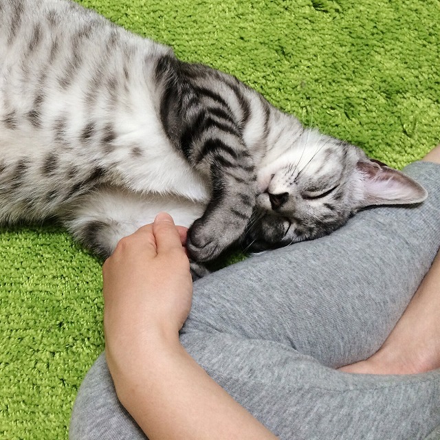 飼い主の足に頭をくっつけて寝ているサバトラ猫。