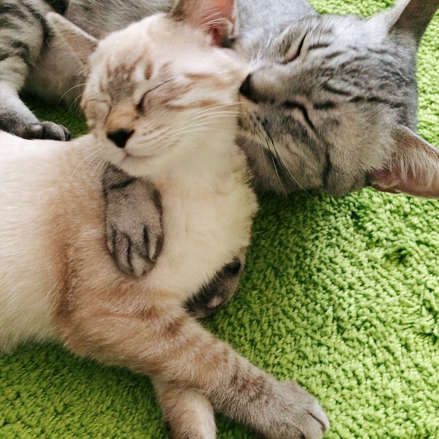 シャムトラ子猫を抱きしめてグルーミングしてあげているサバトラ猫。