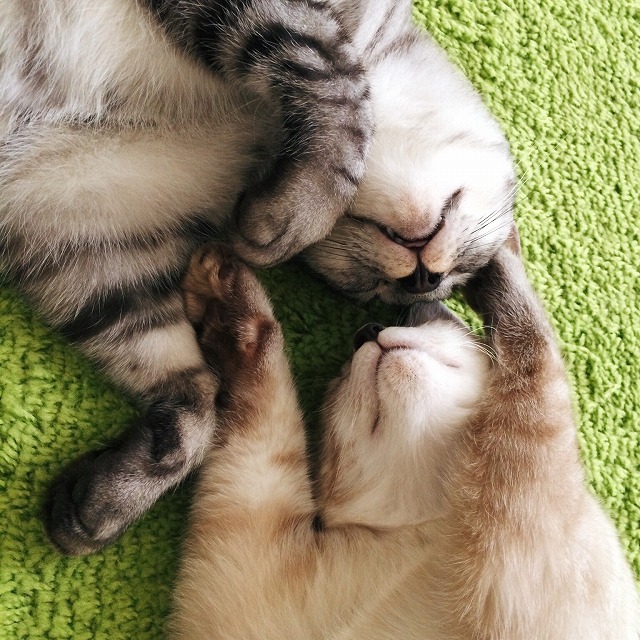 お互いの顔を寄せて仰向けに寝っ転がっている仲良しなサバトラ猫とシャムトラ子猫。