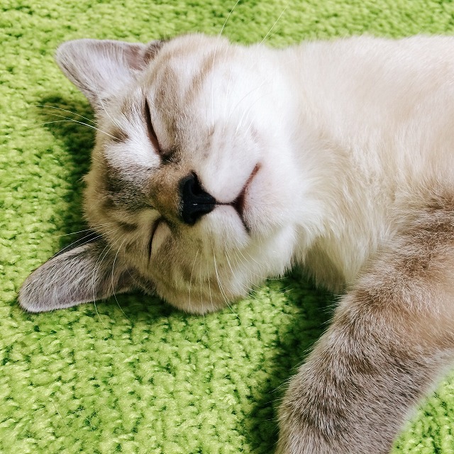 安心しきって寝ているシャムトラ子猫の寝顔。