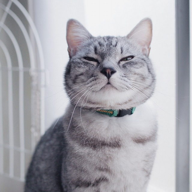 緑の首輪を付けたサバトラ猫。微笑んでいるような顔をしています。