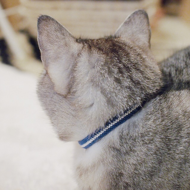 青の首輪を付けているサバトラ猫の後頭部。