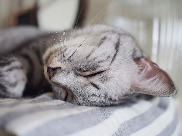 目を閉じて横になってるサバトラ猫の顔アップ