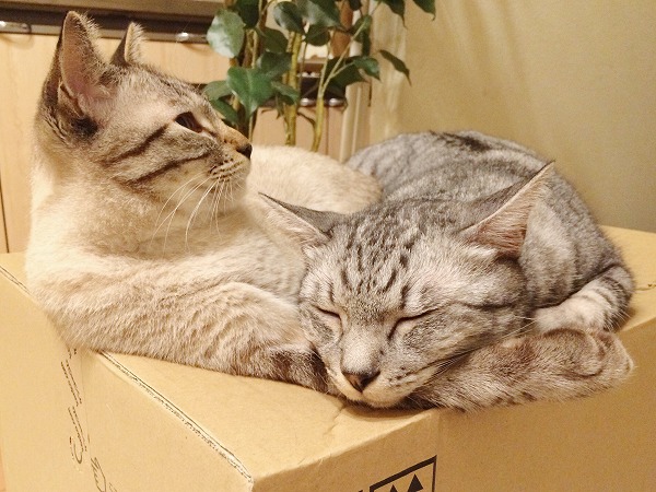 シャムトラ猫の腕にあごを乗せて寝ているサバトラ猫