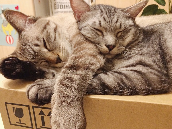 くっついて寝てるサバトラ猫とシャムトラ猫