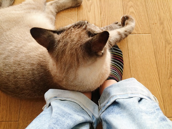わたしの足の上でくつろいでるシャムトラ猫の後頭部