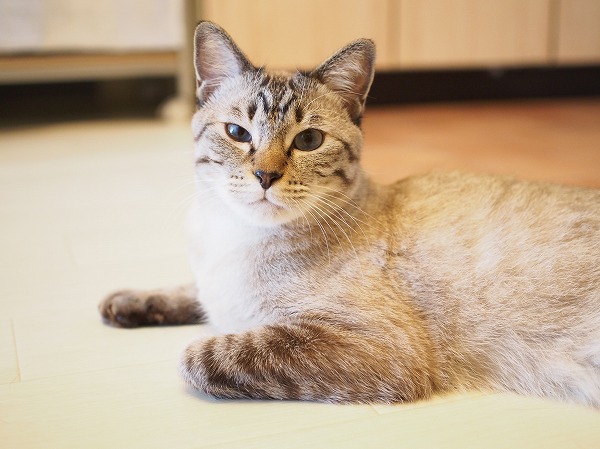 台所の床に寝そべってるシャムトラ猫