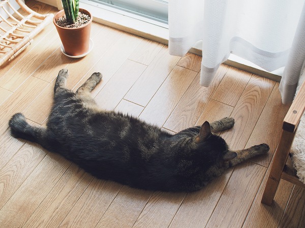 フローリングの床の上で伸びてるキジトラ猫