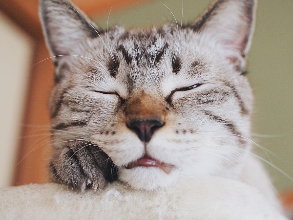 今にも寝落ちしそうなシャムトラ猫の顔アップ