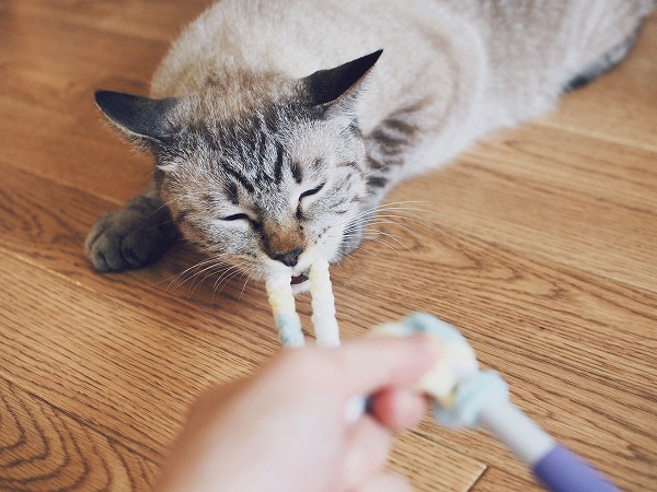 猫じゃらしを編んでる途中で糸をくわえて持って行こうとするシャムトラ猫