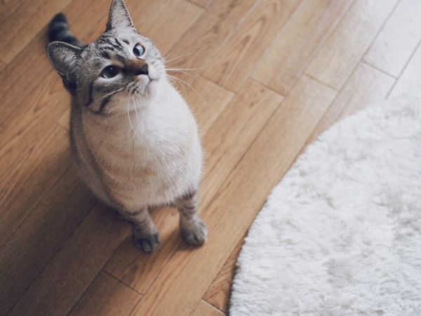 わくわく顔のシャムトラ猫