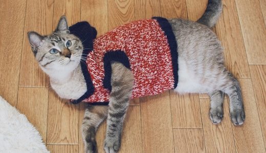 猫用セーターを編んでみた