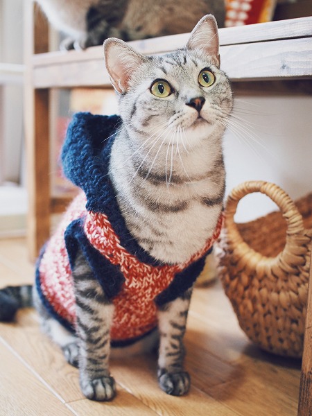 セーターを着てお座りポーズのサバトラ猫
