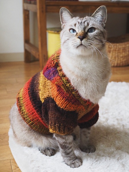 赤・オレンジ・茶・からし色など秋らしい色が段染めになった猫用セーター