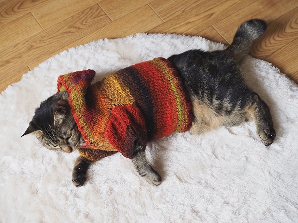 セーターを着て横たわるキジトラ猫