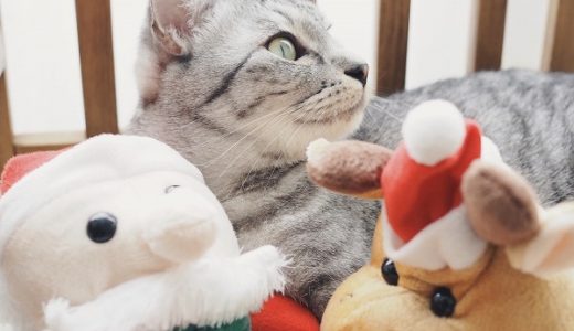 クリスマスとかいう人間界の行事に付き合わされる猫