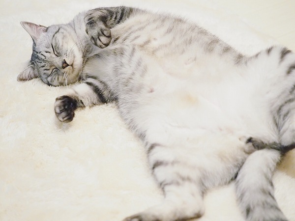 お腹丸出しで寝ているサバトラ猫