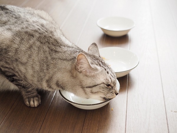 空になった皿を舐めているサバトラ猫