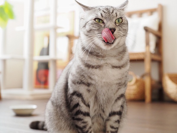 舌で鼻を舐めるサバトラ猫