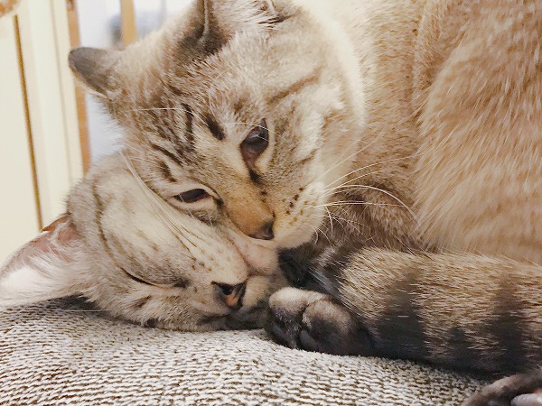 寝てるサバトラ猫に頬ずりするシャムトラ猫