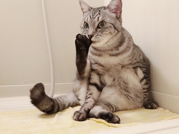 風呂蓋の上に座って足の爪を噛んでいるサバトラ猫