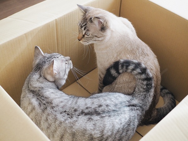 箱の中で睨み合うサバトラ猫とシャムトラ猫