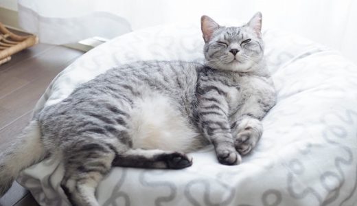 マシュマロベッドに横たわるマシュマロボディな猫