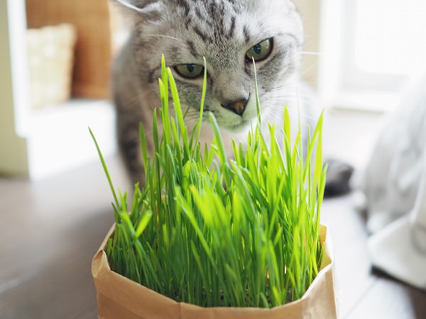 猫草を見つめるサバトラ猫
