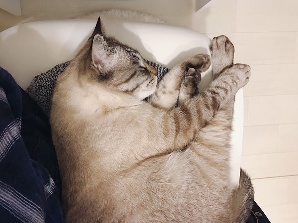行儀よく体を丸めて寝ているシャムトラ猫