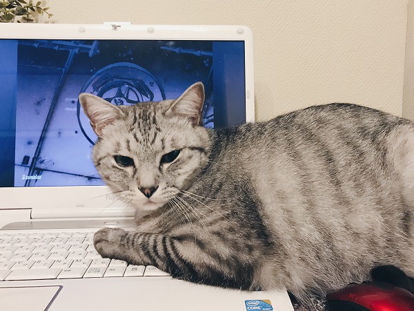 ノートパソコンのキーボードの上に上半身を乗せているサバトラ猫