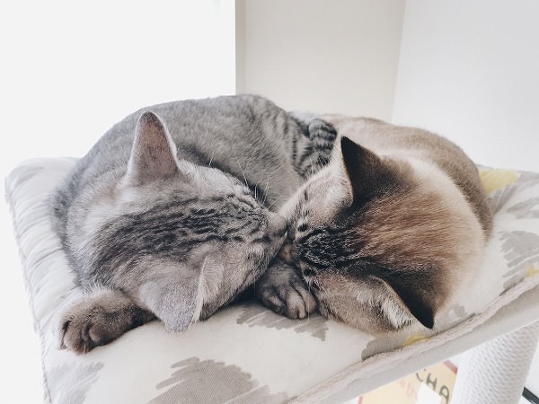仲良く昼寝している２匹の猫の頭頂部