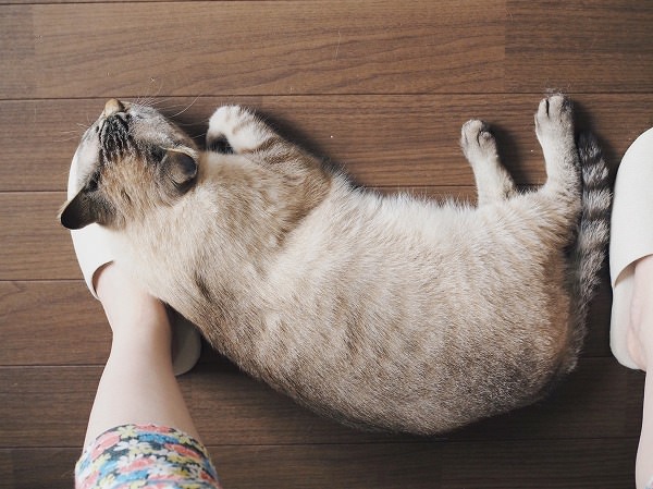 飼い主の足を枕にして床に寝そべるシャムトラ猫