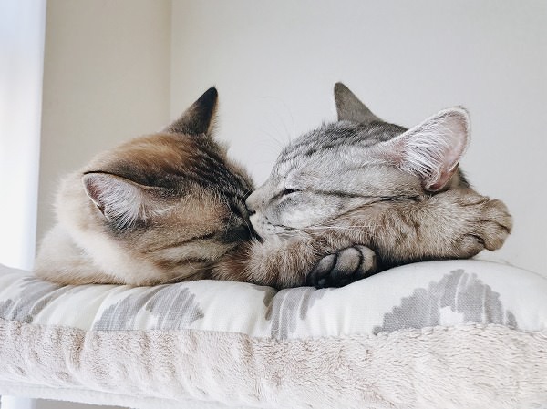 お互い顔をくっつけて眠る２匹の猫