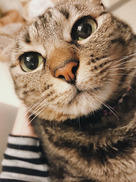 ピンクのお鼻に潤んだ瞳が可愛すぎるキジトラ猫