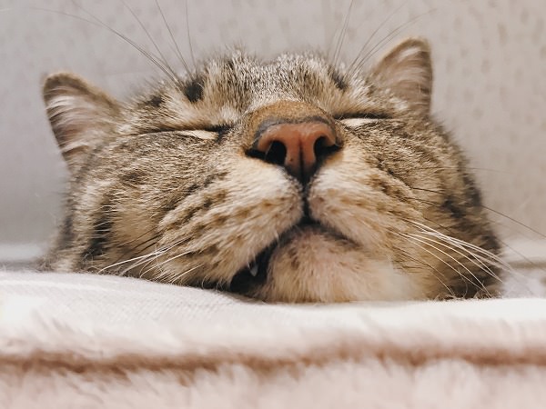 キジトラ猫の寝顔どアップ