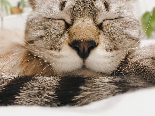 シャムトラ猫の寝顔どアップ