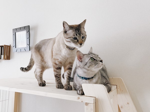 ケージ棚の上にいるシャムトラ猫とサバトラ猫その１