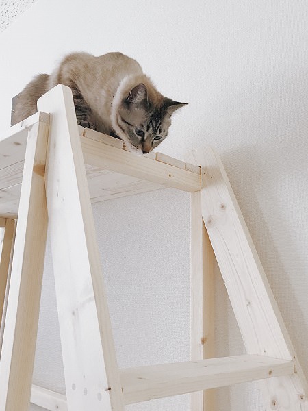 屋上からはしごを見下ろす猫